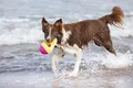 Następne zdjęcie produktu Aqua Toy płetwa rekina, pływająca, TPR, w wieku 18 lat