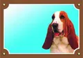 Kolorowy znak Uwaga pies, Basset Hound