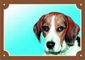 Kolorowy znak Uwaga pies, Beagle
