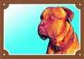 Kolorowy znak Uwaga pies, Dogue de Bordeaux