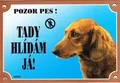 Kolorowy znak Uwaga pies, jamnik długowłosy