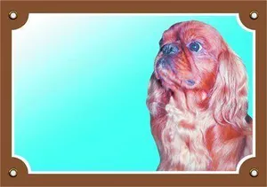 Kolorowy znak Uwaga pies, Cavalier King Charles