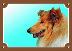 Kolorowy znak Uwaga pies, collie