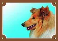 Kolorowy znak Uwaga pies, collie