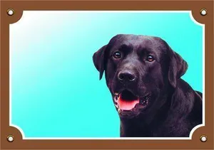 Kolorowy znak Uwaga pies, czarny labrador