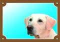 Kolorowy znak Uwaga pies, jasny labrador