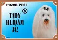 Kolorowy znak Uwaga pies, pinczer maltański
