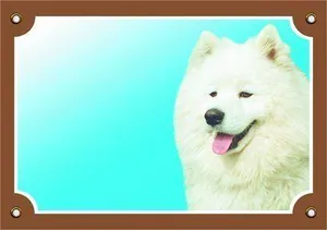 Kolorowy znak Uwaga pies, Samoyed