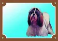 Kolorowy znak Uwaga pies, Shi - tzu