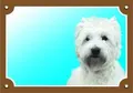 Kolorowy znak Uwaga pies, west highland white terrier