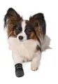 Buty-neoprenowe 2 szt. - TRIXIE S: np. Terier Jacka Russela