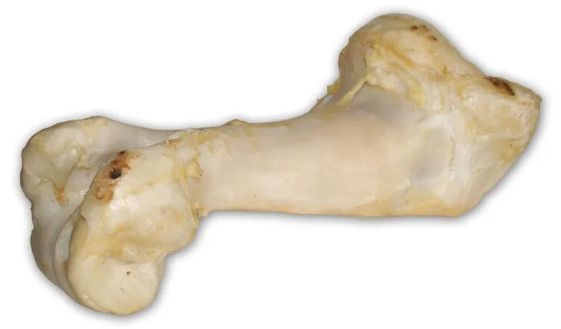 Główne zdjęcie produktu Hovězí kost bílá - extrudovaná 1 ks/36 cm