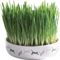 Ceramiczna miska na trawę dla kotów 15x4cm, 50g nasion trawy