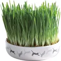 Ceramiczna miska na trawę dla kotów 15x4cm, 50g nasion trawy