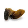 Następne zdjęcie produktu KIDDOG 100 % Natural Snack, hovězí kopyto - pazneht