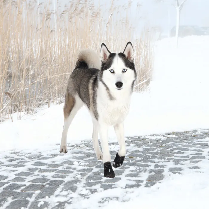 Główne zdjęcie produktu Ochranné boty WALKER ACTIVE, 2 ks L: např. labradorský retrívr
