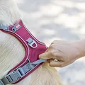Następne zdjęcie produktu Postroj PREMIUM ACTIVE, sangria S: 35-50 cm/ 15 mm