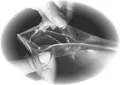 Następne zdjęcie produktu Woreczek strunowy (LDPE) 7 x 10 cm [100 szt]