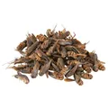 Suszony świerszcz 250 ml/25 g