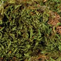 Następne zdjęcie produktu Mech do terrarium, podłoże do wilgotności w terrarium 200 g