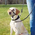 Następne zdjęcie produktu Kantar treningowy TOP TRAINER XL 46cm TRIXIE