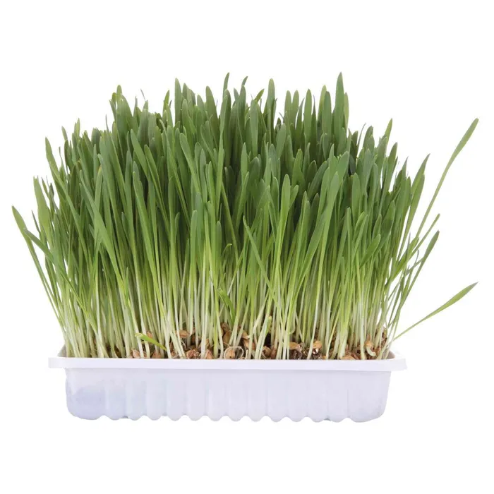 Główne zdjęcie produktu Tráva pro kočku v misce 100g TRIXIE