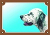 Papírenské zboží - Znak kolorowy Pies ostrzegawczy, seter angielski biały