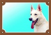Papírenské zboží - Kolorowy znak Uwaga, pies, owczarek kanadyjsko-amerykański