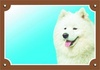 Papírenské zboží - Kolorowy znak Uwaga pies, Samoyed