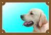 Papírenské zboží - Znak koloru Uwaga pies, Golden retriever