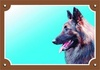 Papírenské zboží - Kolorowy znak Uwaga pies, Tervueren