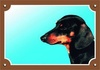 Papírenské zboží - Kolorowy znak Uwaga pies, Czarny jamnik gładkowłosy