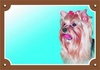Papírenské zboží - Kolorowy znak Uwaga pies, Yorkshire terrier