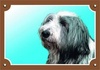 Papírenské zboží - Kolorowy znak Uwaga pies, Bearded collie