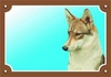 Papírenské zboží - Kolorowy znak Uważaj na psa, łajkę zachodniosyberyjską