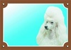 Papírenské zboží - Znak koloru Uwaga, pies, lekki pudel