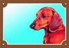 Papírenské zboží - Kolorowy znak Pies ostrzegawczy, jamnik gładkowłosy