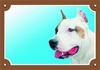 Papírenské zboží - Kolorowy znak Uwaga pies, Staffordshire American Terrier
