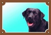 Papírenské zboží - Kolorowy znak Uwaga pies, czarny labrador