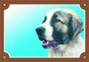 Papírenské zboží - Kolorowy znak Uwaga pies, owczarek kaukaski